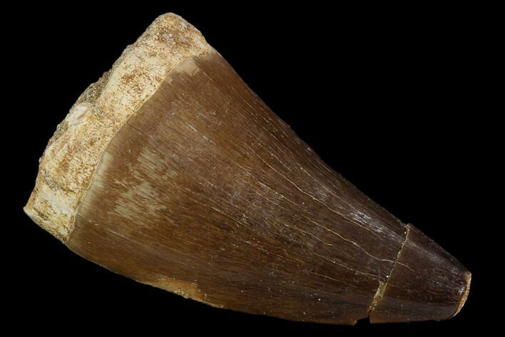 Mosasaur (Prognathodon) Tooth - Morocco #118885